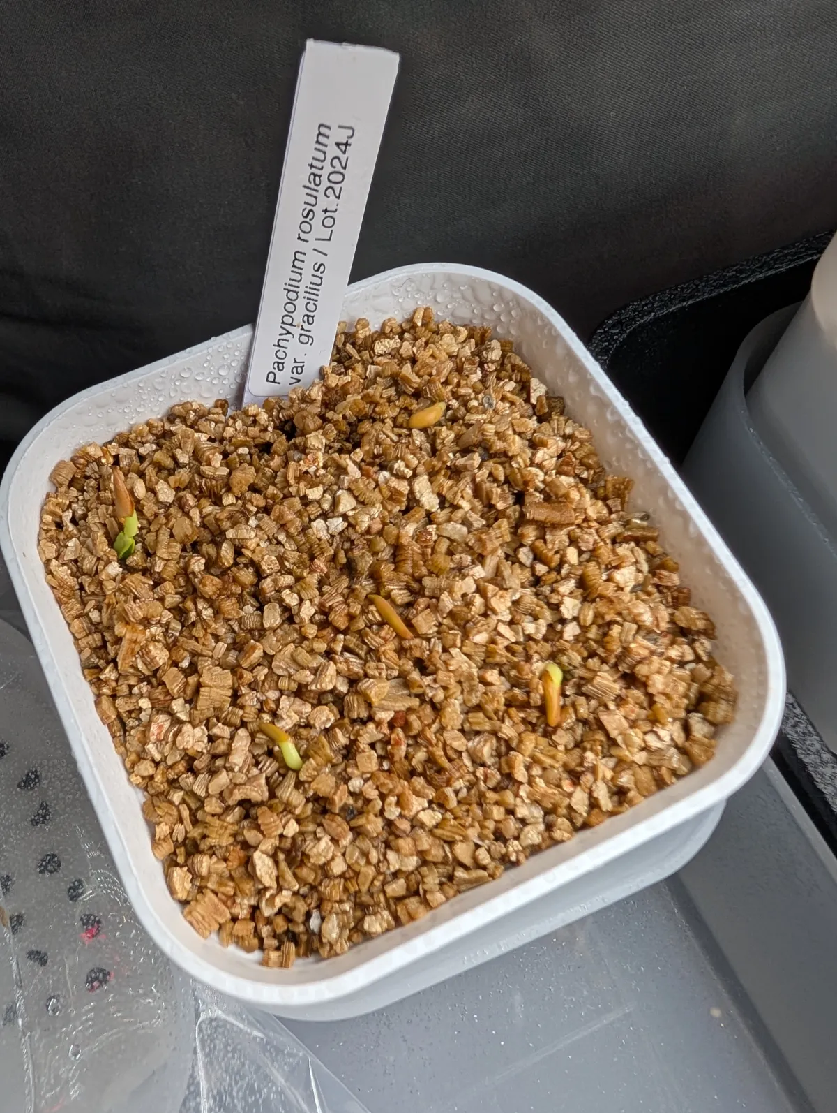 Pachypodium rosulatum var. gracilius (パキポディウム グラキリス)