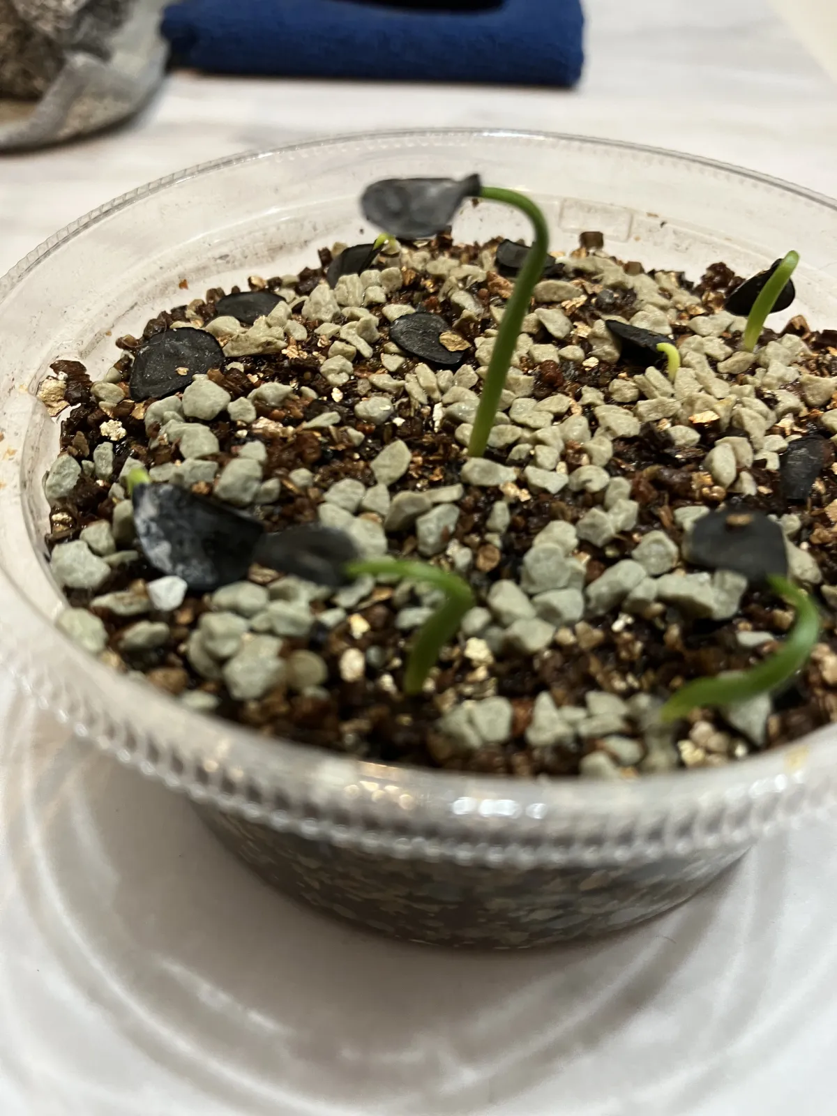 Agave angustifolia (アガベ アンガスティフォリア)