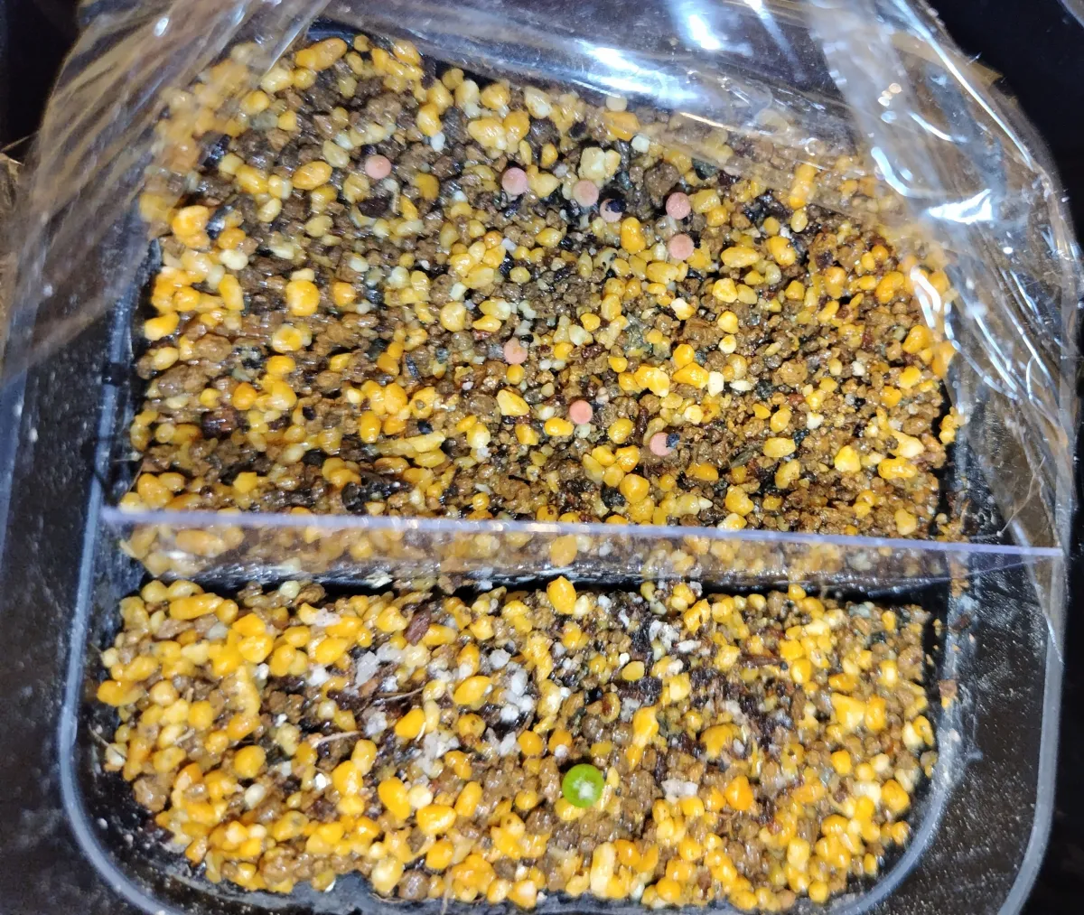 Melocactus bahiensis (メロカクタス バヒエンシス)