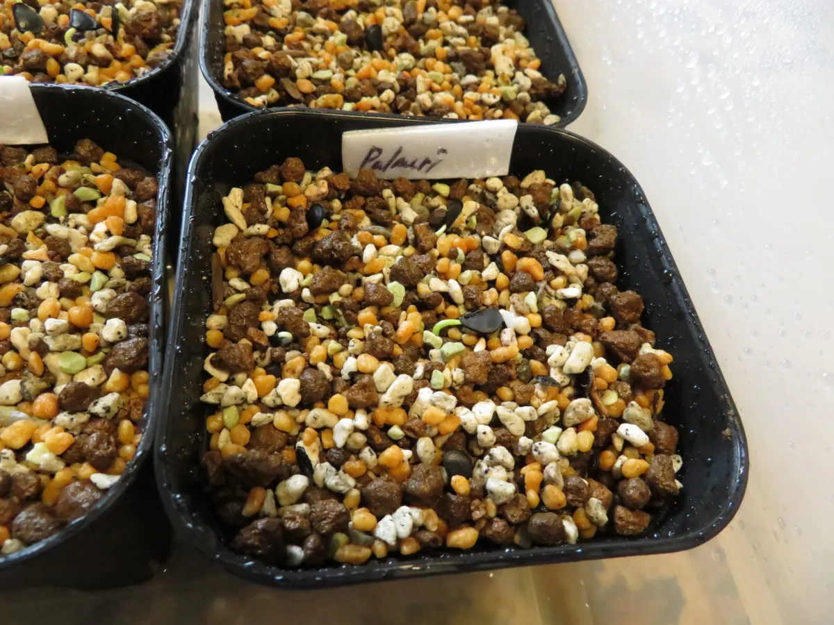 Agave palmeri (アガベ パルメリー)