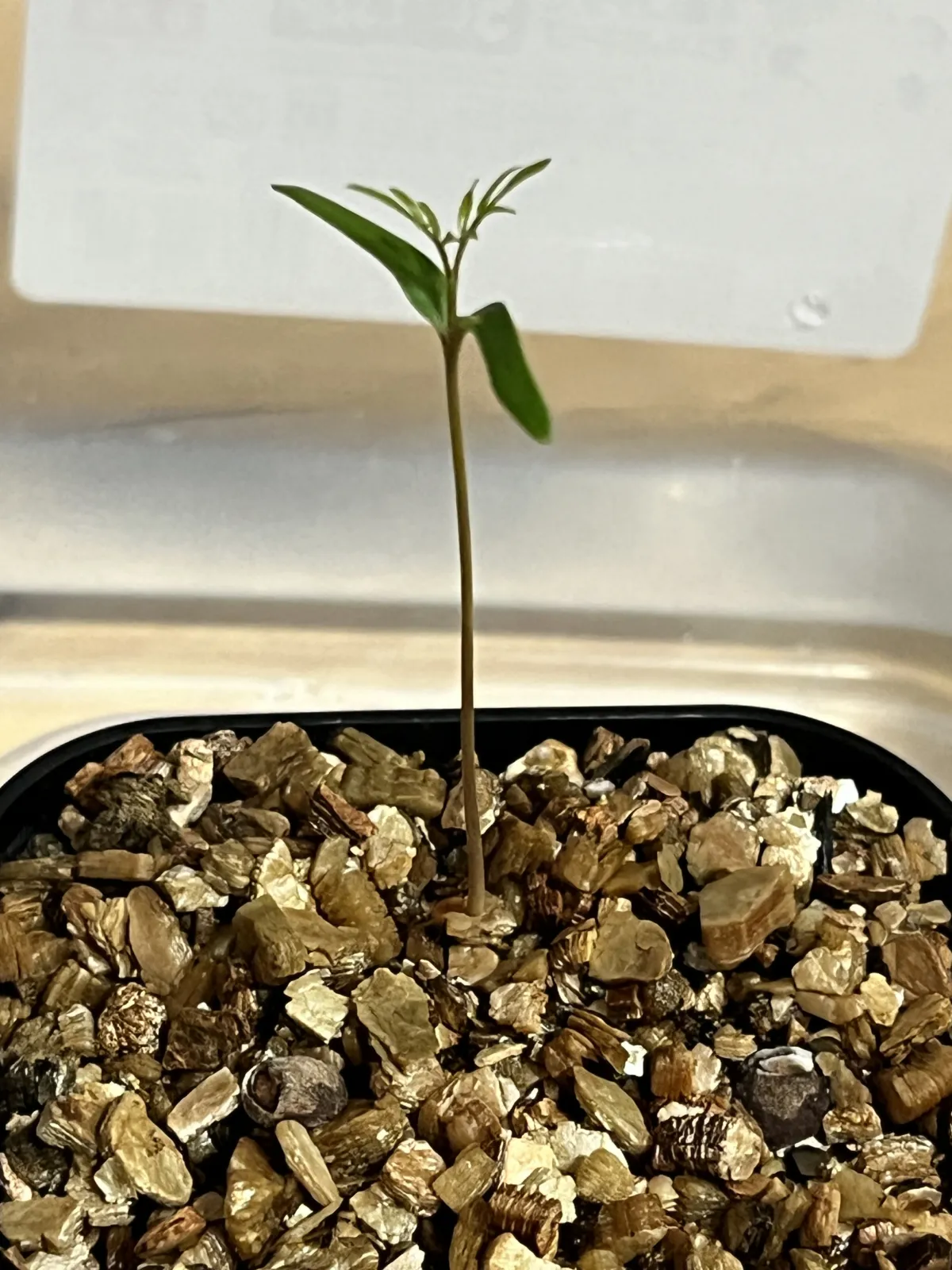 Operculicarya pachypus (オペルクリカリア パキプス)