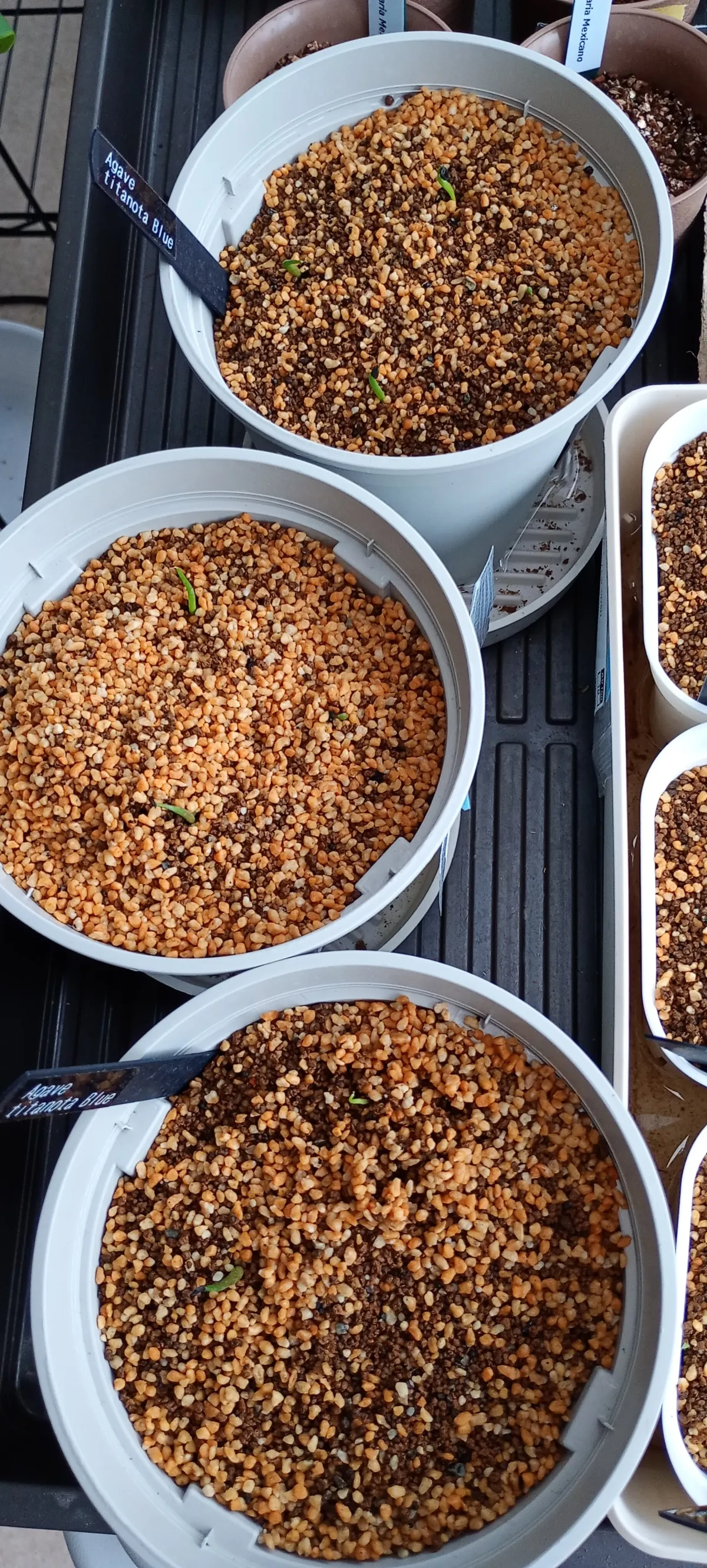 Agave titanota 'Blue' (アガベ チタノタブルー)