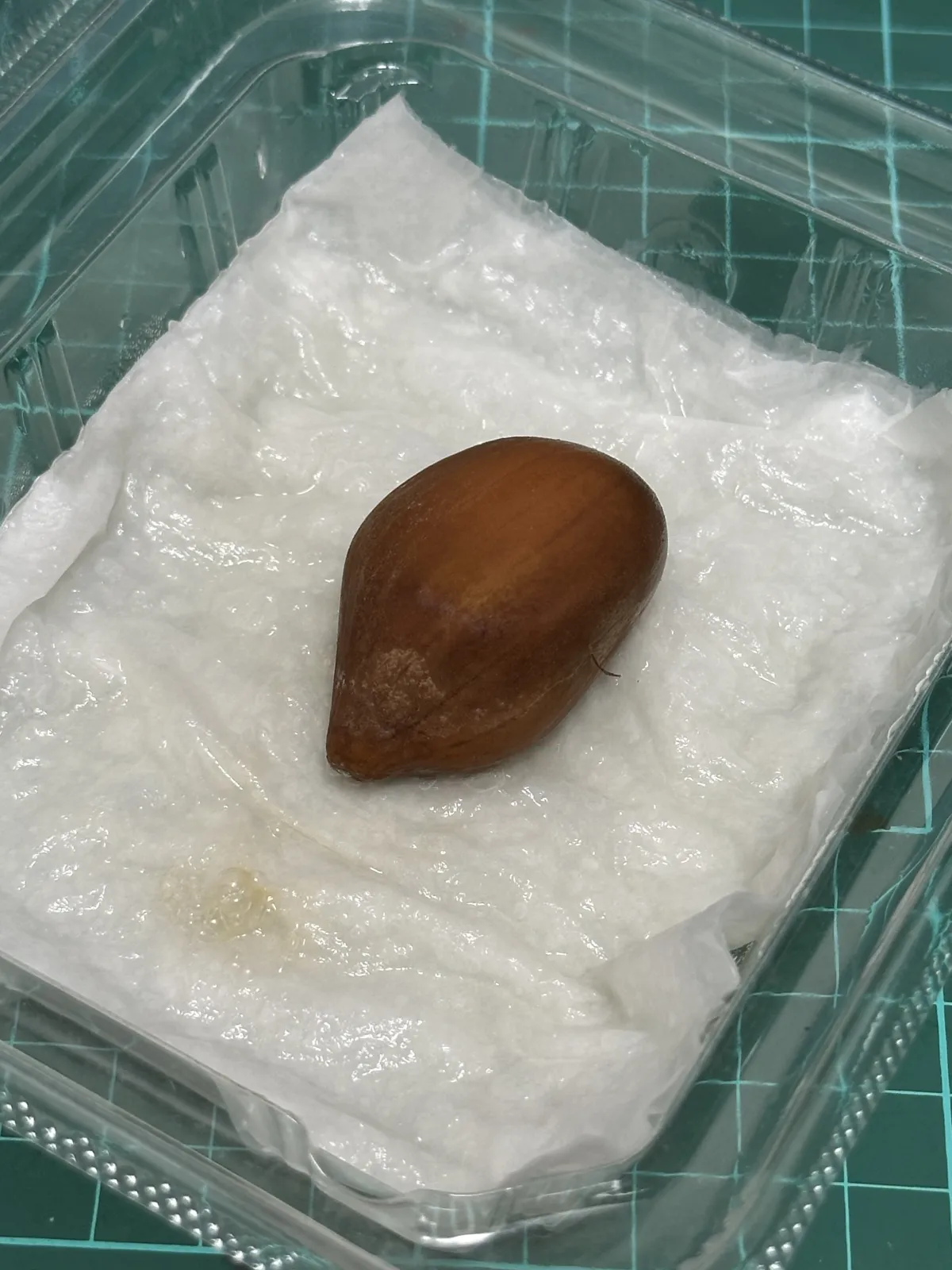 Dioon califanoi (ディオーン カリファノイ)