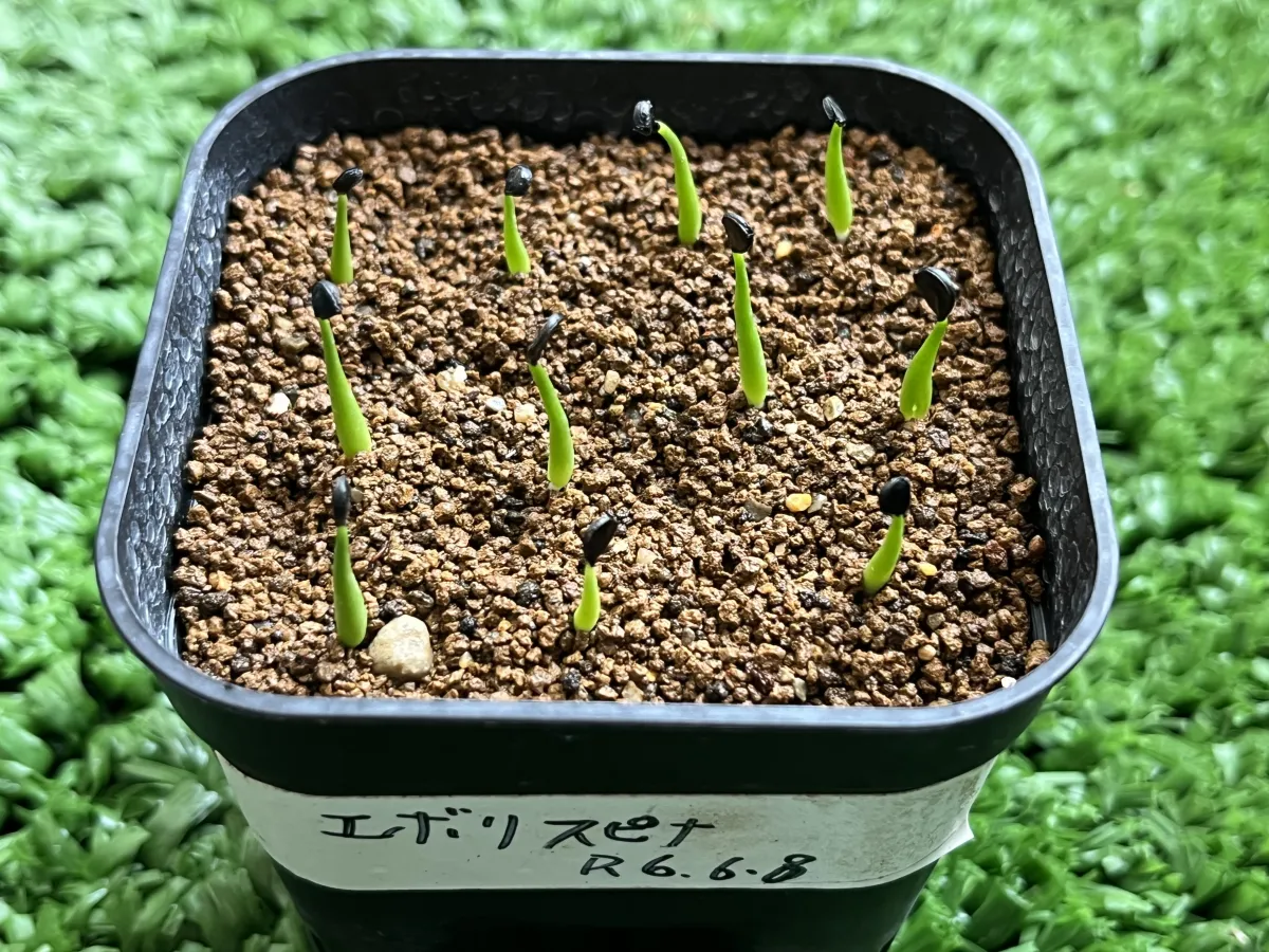 Agave utahensis var. eborispina (アガベ エボリスピナ)