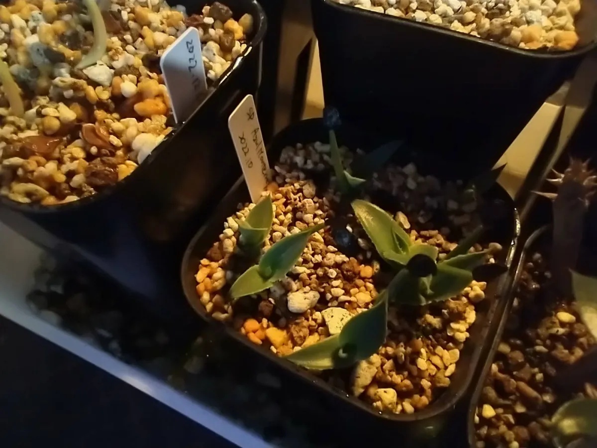 Agave Agave sp 'Azul Monterrey' (アガベ アズールモントレー)