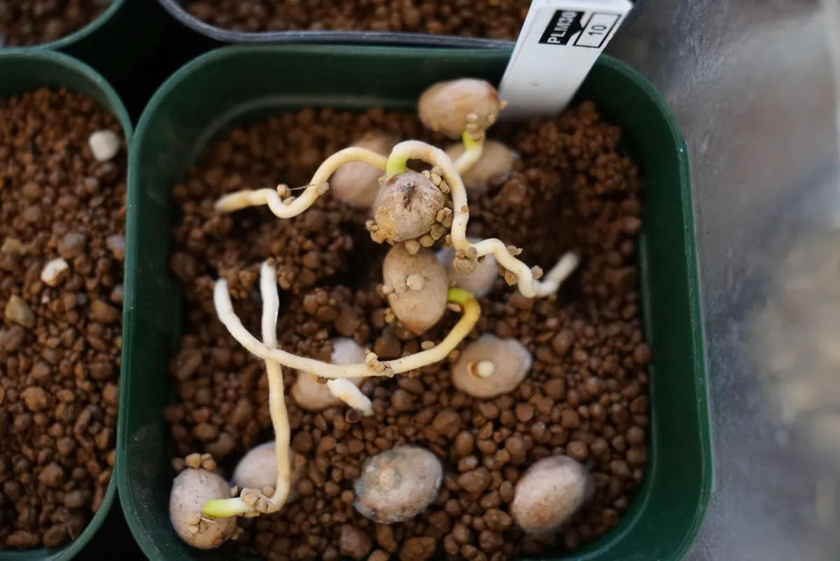 Livistona chinensis (リビストナ シネンシス （ビロウ）)