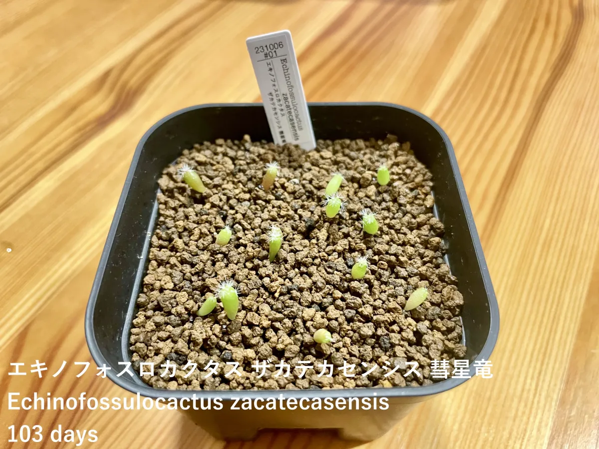 Stenocactus zacatecasensis subsp. zacatecasensis (エキノフォスロカクタス ザカテカセンシス)