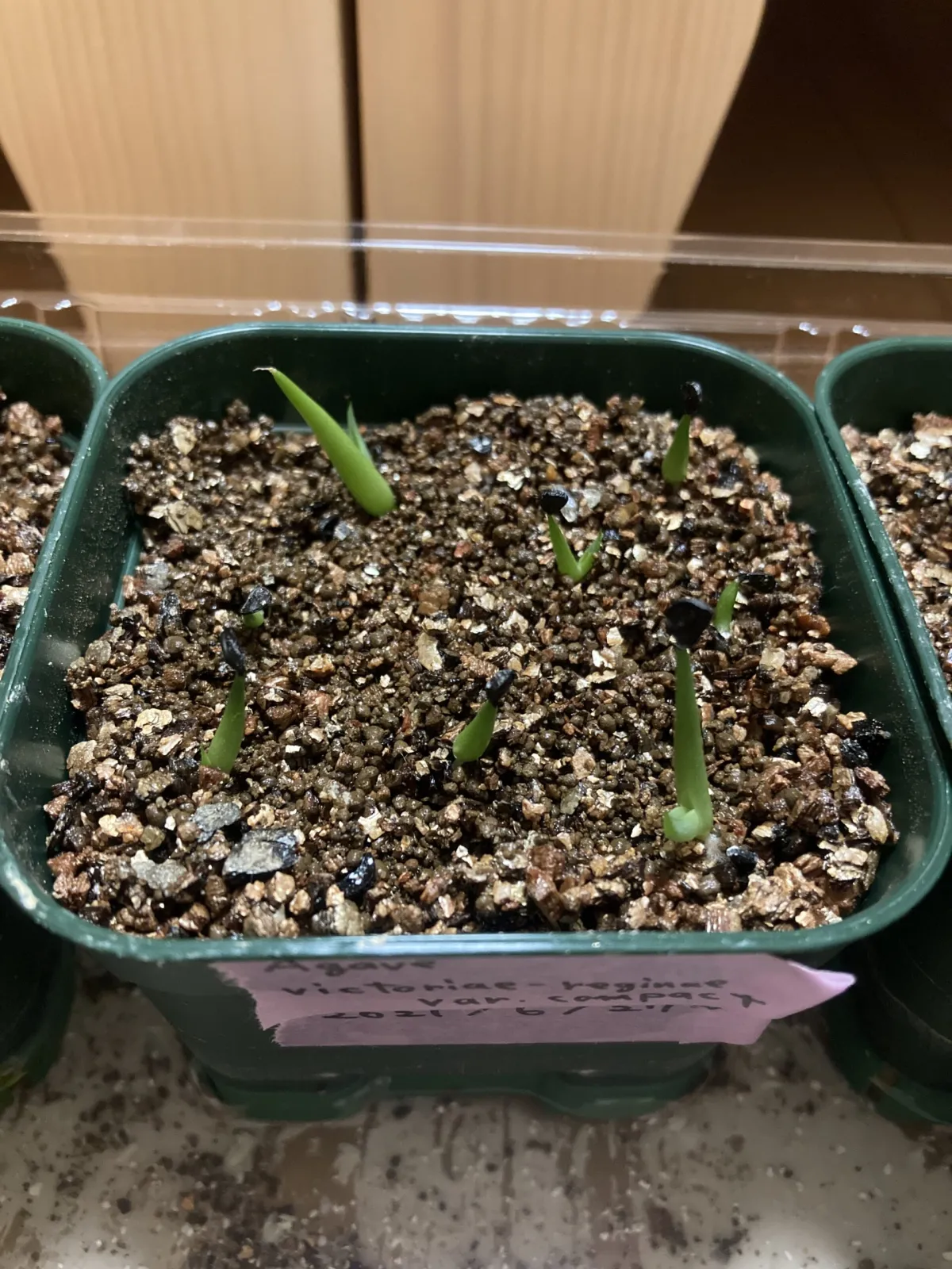 Agave victoriae-reginae Compacta (アガベ ビクトリアレジーナコンパクト)