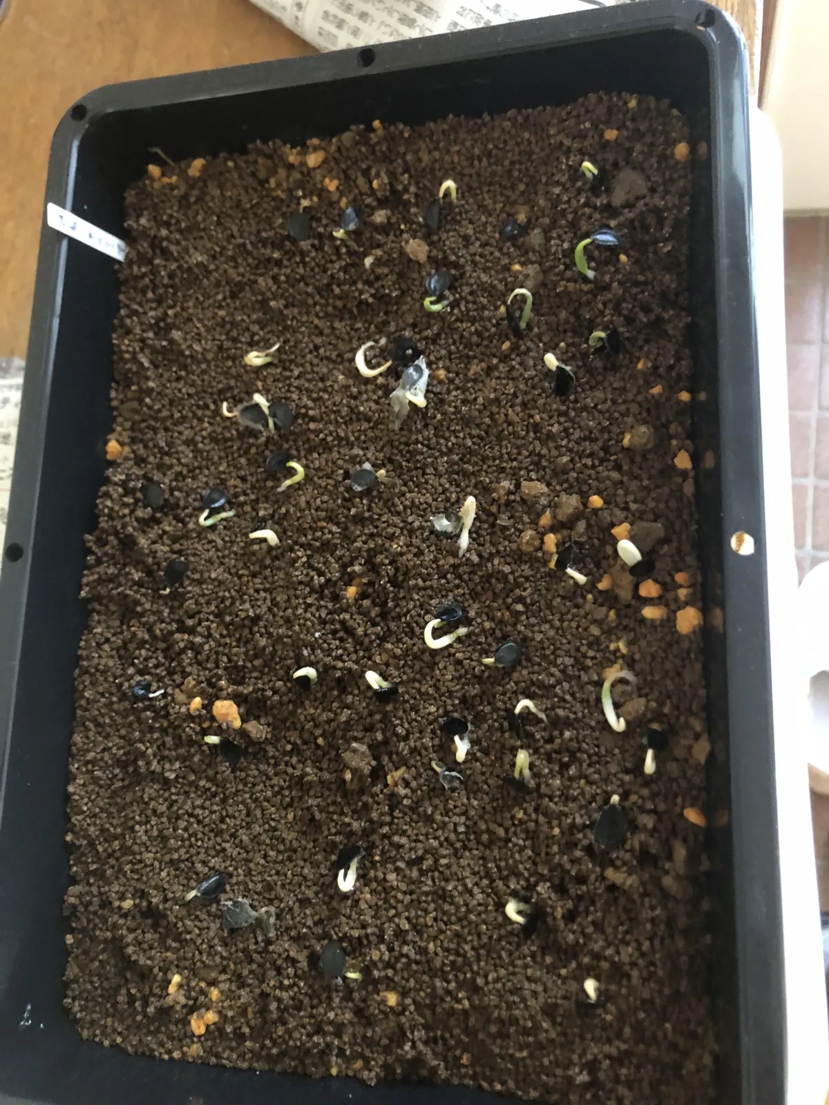 Agave salmiana subsp. salmiana (アガベ サルミアナ)