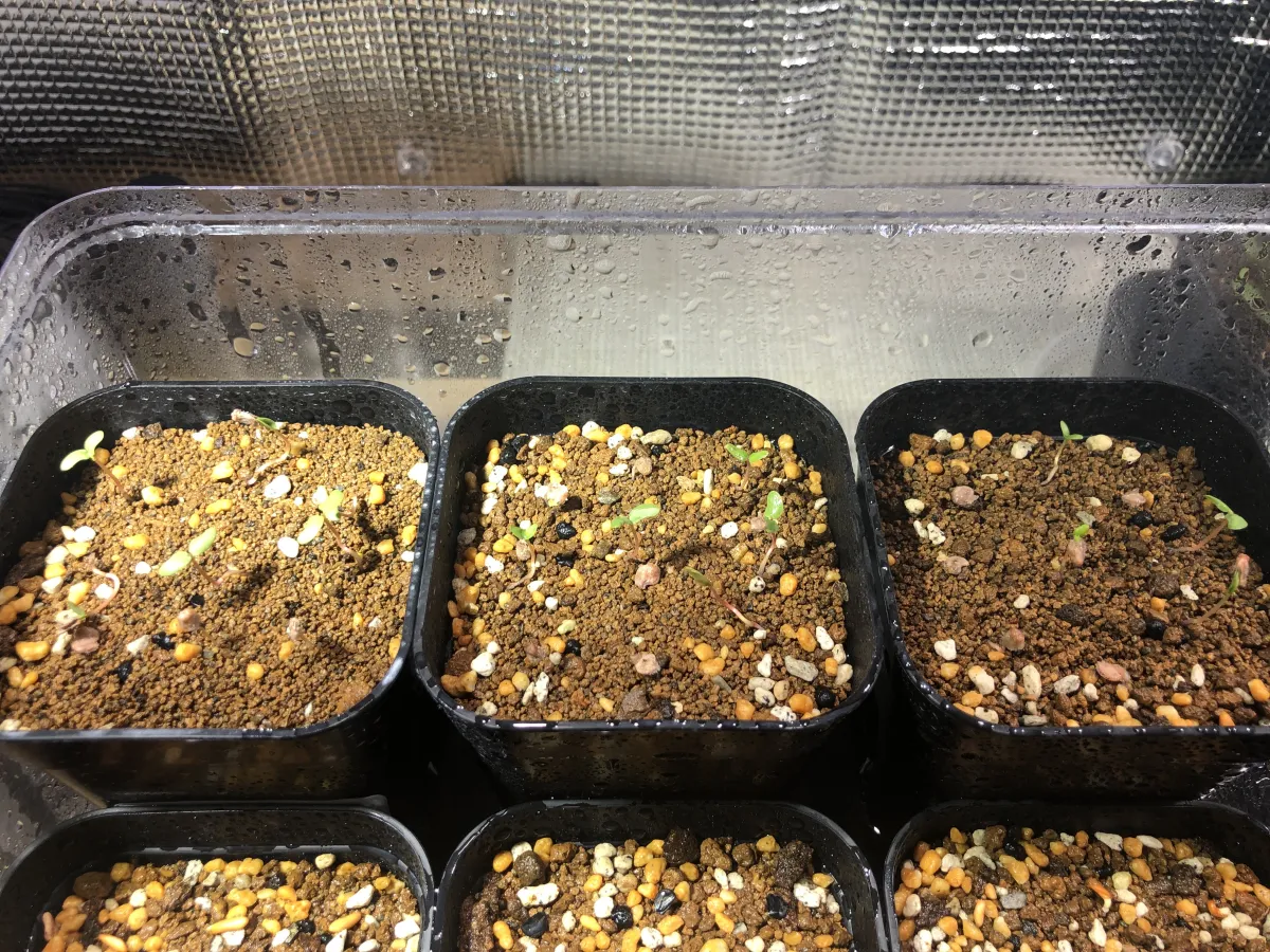 Pachycormus discolor (パキコルムス ディスカラー)