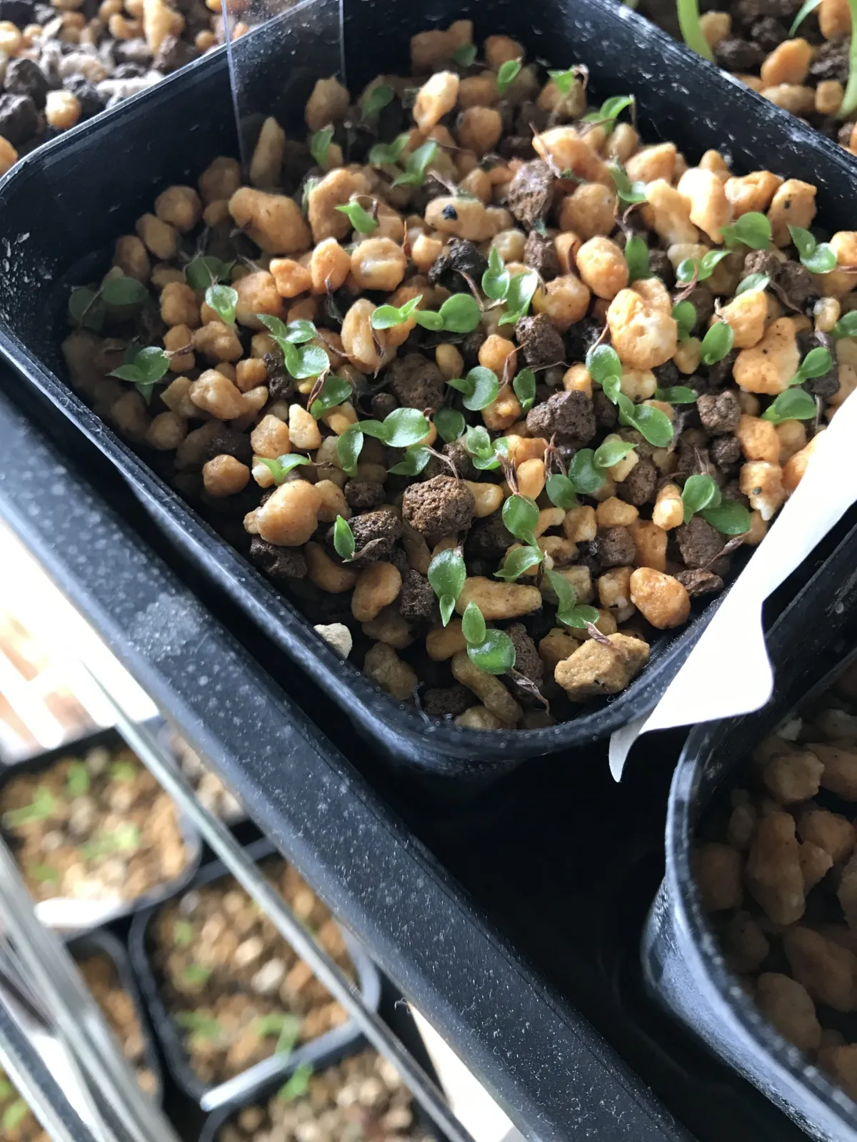 Hechtia lanata (ヘクチア ラナータ)