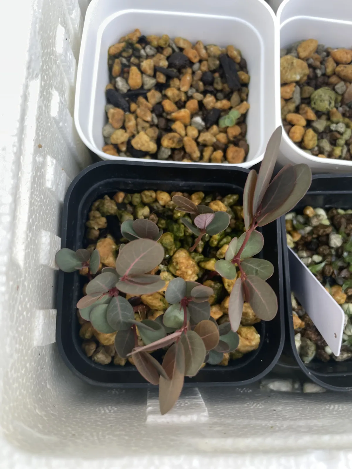 Phyllanthus mirabilis (フィランサス ミラビリス)