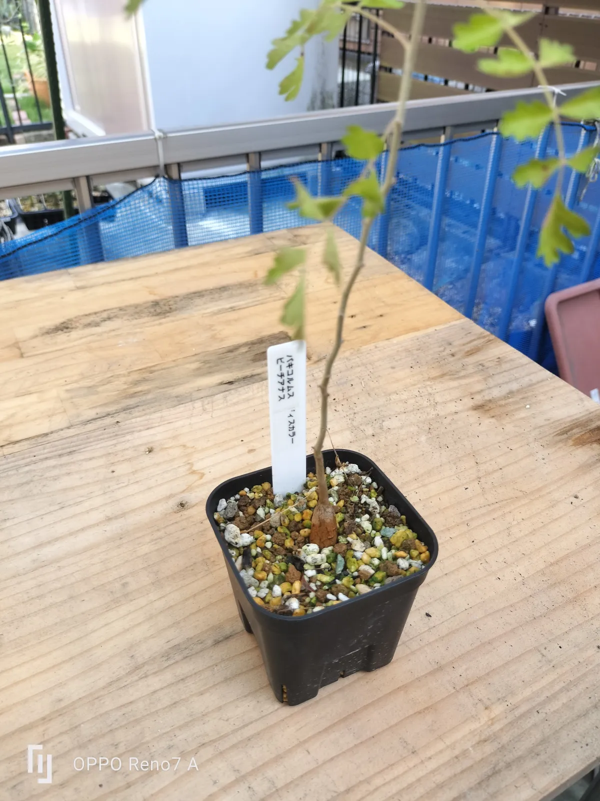 Pachycormus discolor var. veatchianus (パキコルムス ディスカラー ビーチアナス)