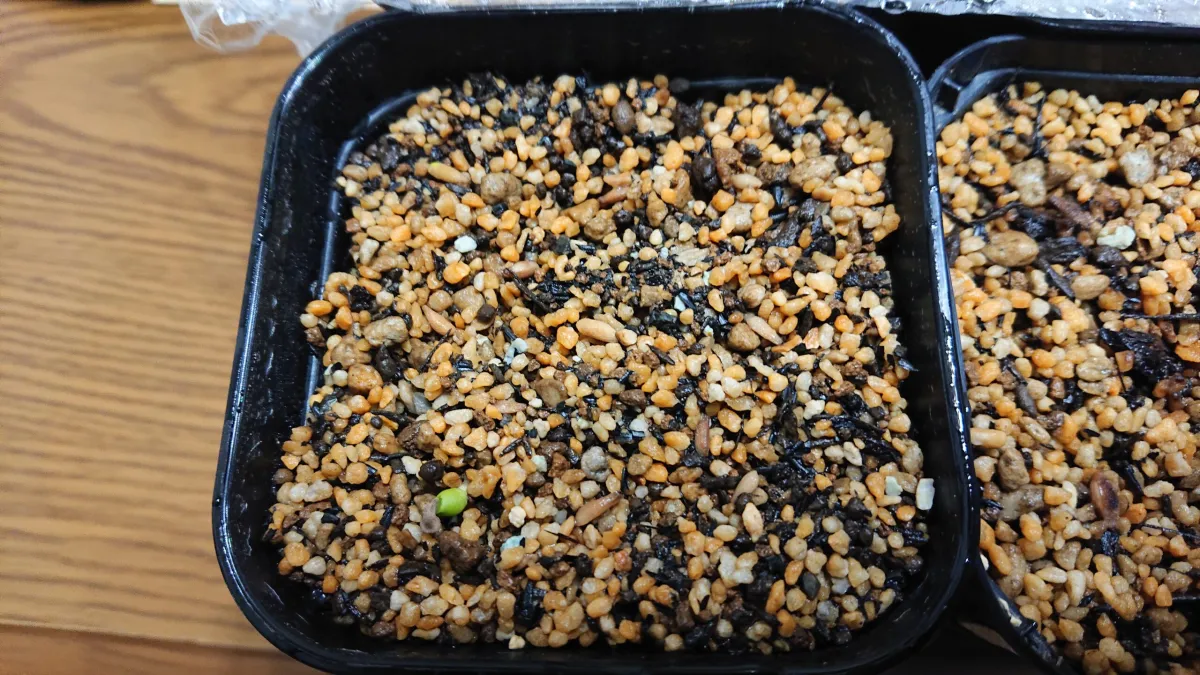 Pachypodium bispinosum (パキポディウム ビスピノーサム)