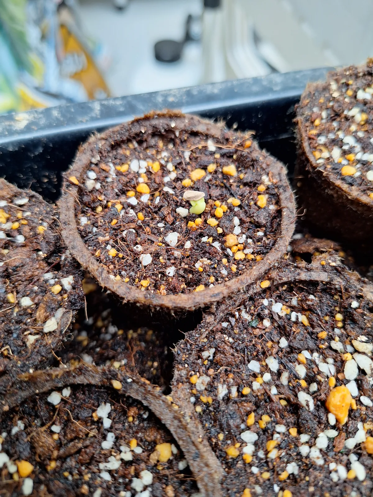 Pachypodium succulentum (パキポディウム サキュレンタム 天馬空)