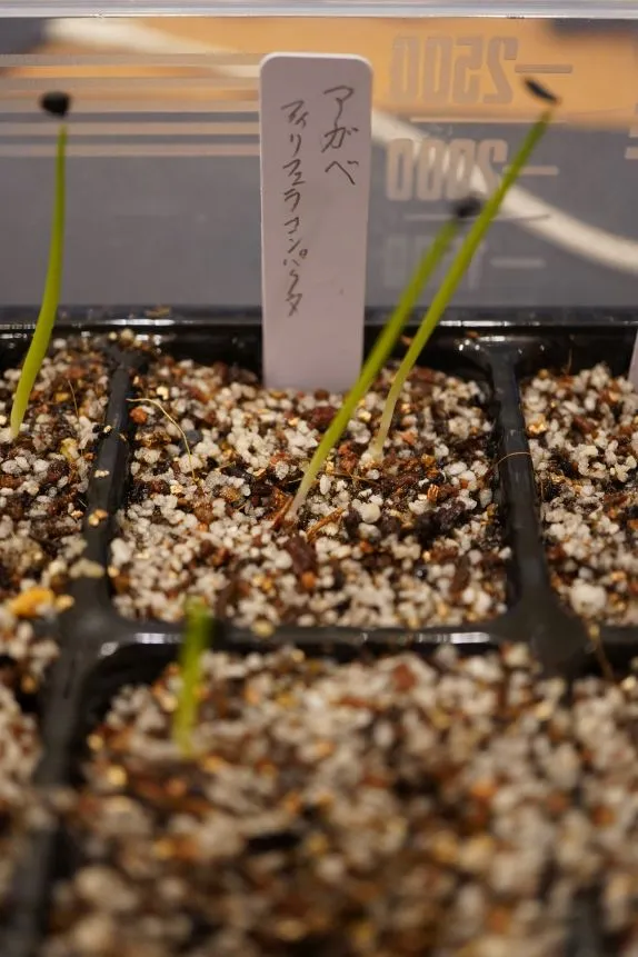 Agave filifera var. compacta (アガベ フィリフェラコンパクタ)