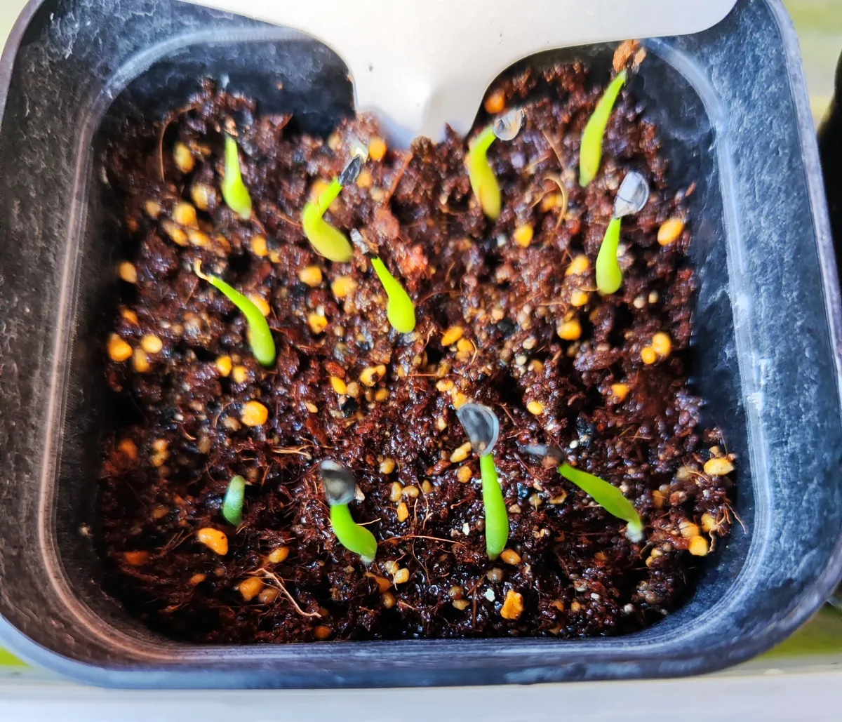 Agave difformis (アガベ ディフォルミス)