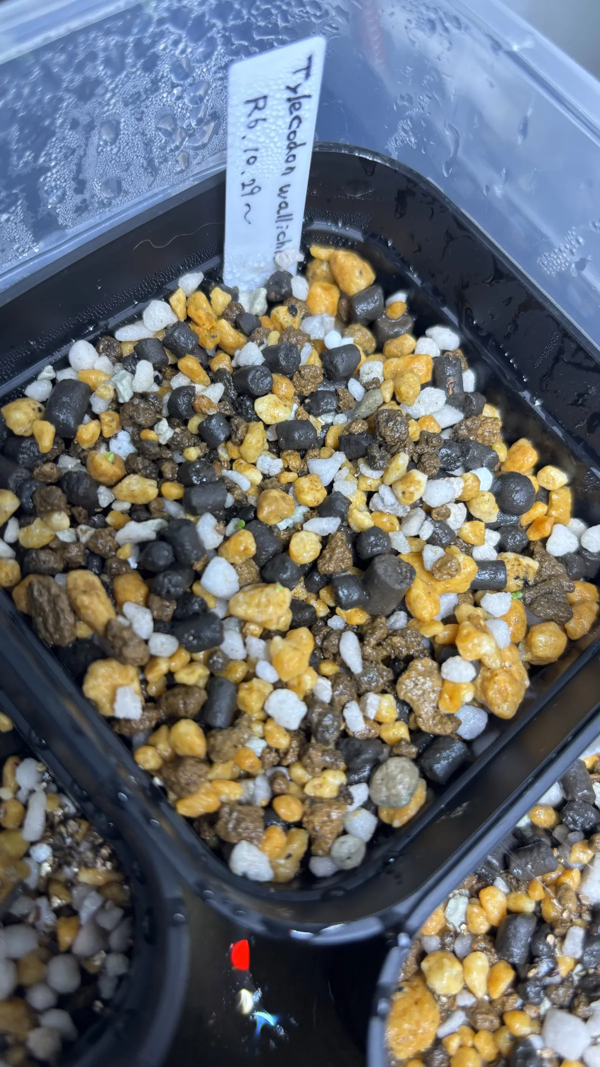 Tylecodon wallichii (ティレコドン ワリチー)