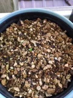 Euphorbia stellata (ユーフォルビア ステラータ 飛竜)