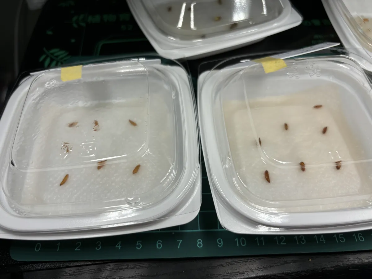 Pachypodium rosulatum var. gracilius (パキポディウム グラキリス)