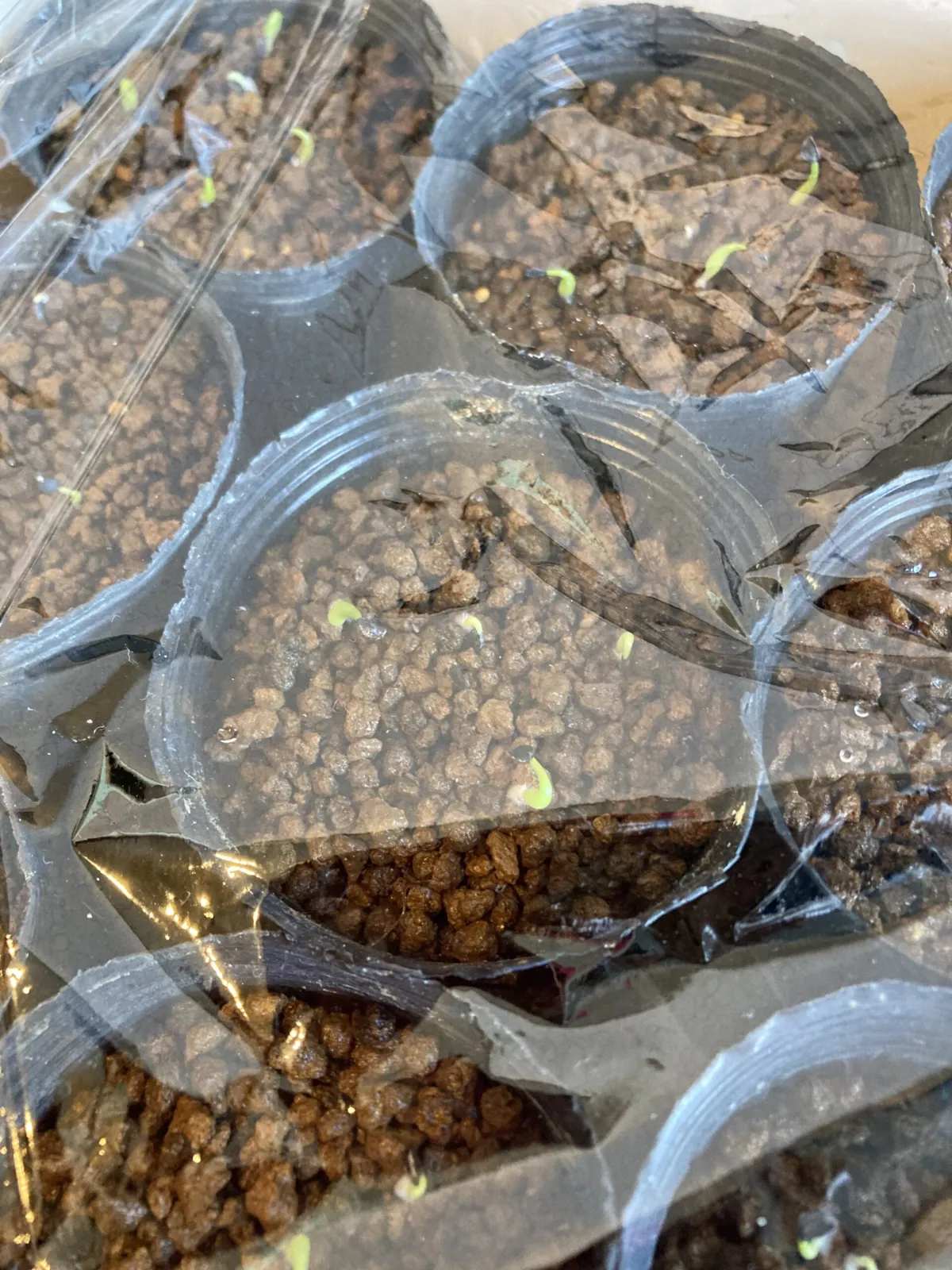 Agave oteroi (アガベ オテロイ)