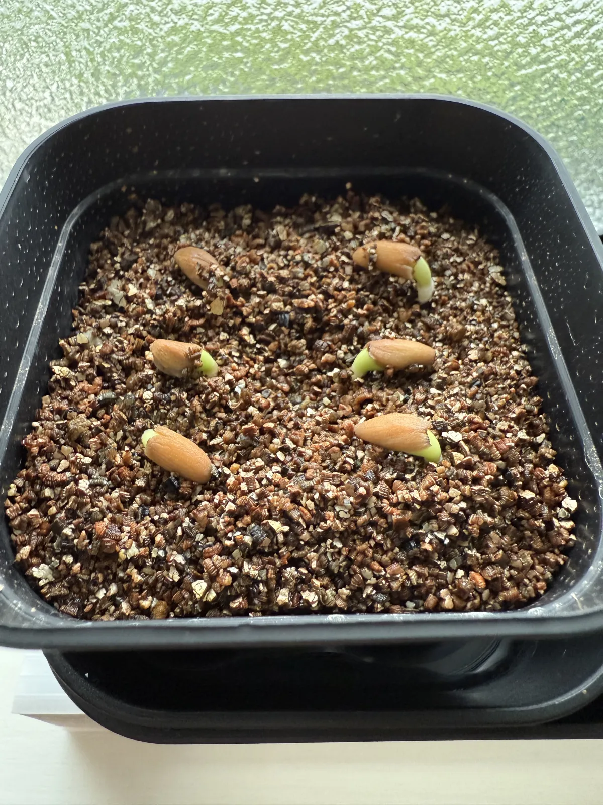 Adenium DHA PPL (アデニウム DHA PPL)