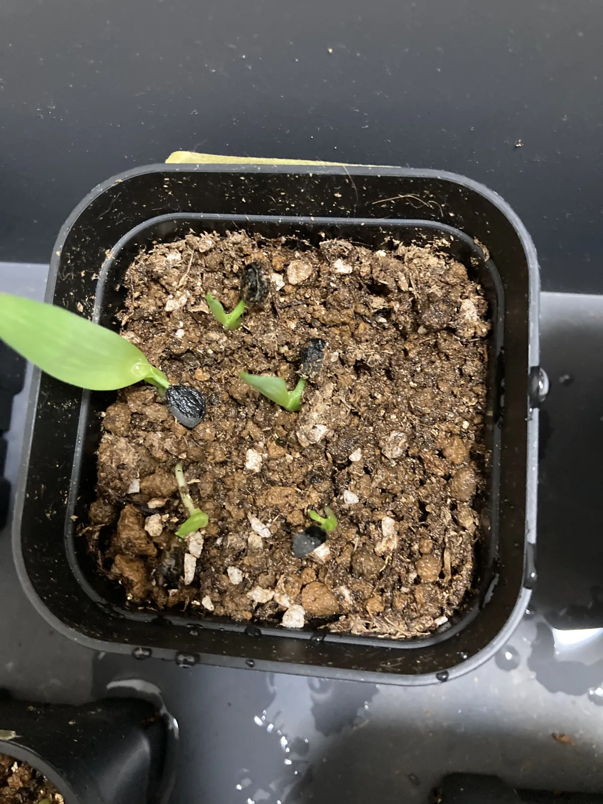 Yucca capensis (ユッカ カペンシス)