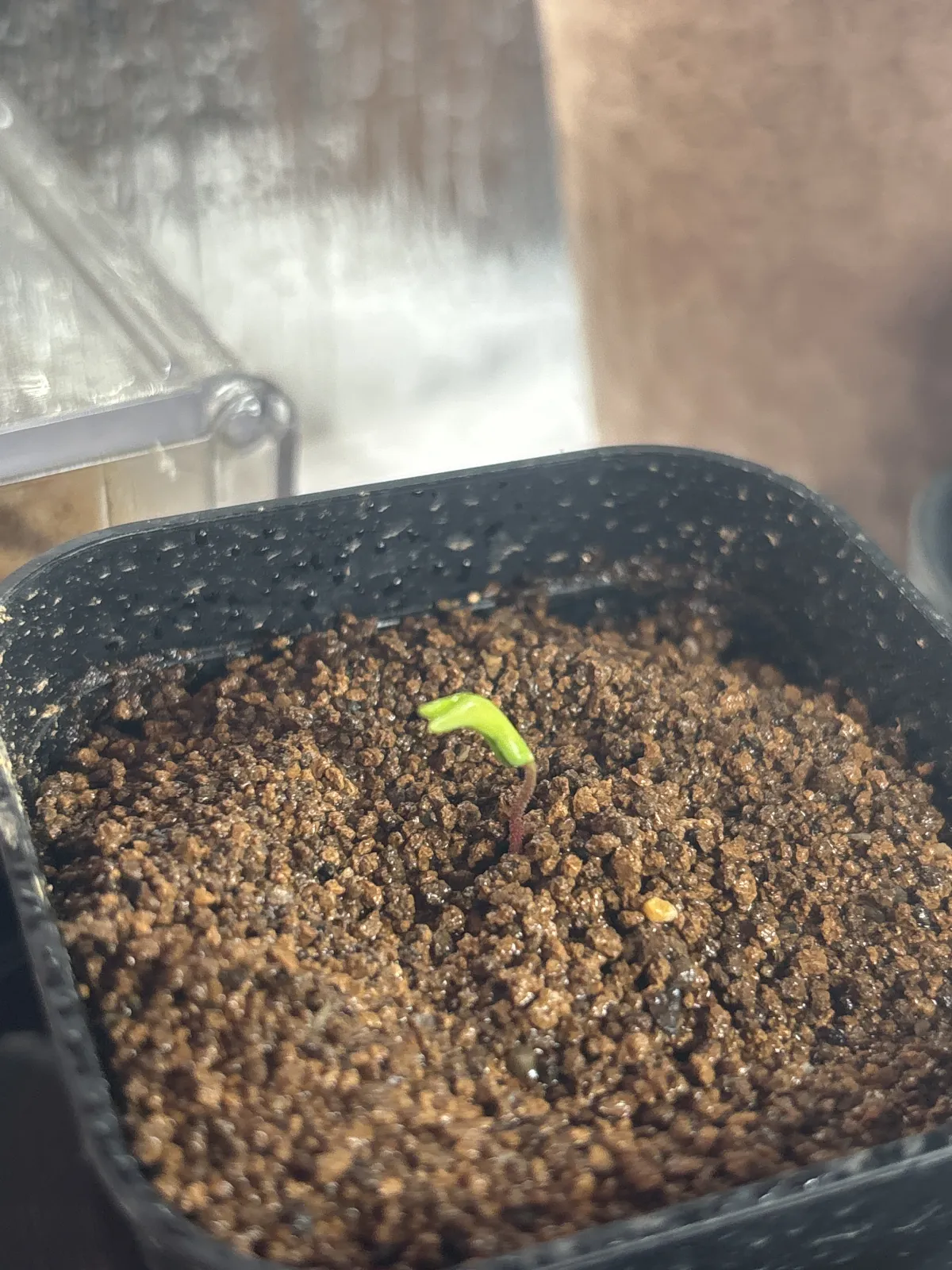 Operculicarya borealis (オペルクリカリア ボレアリス)