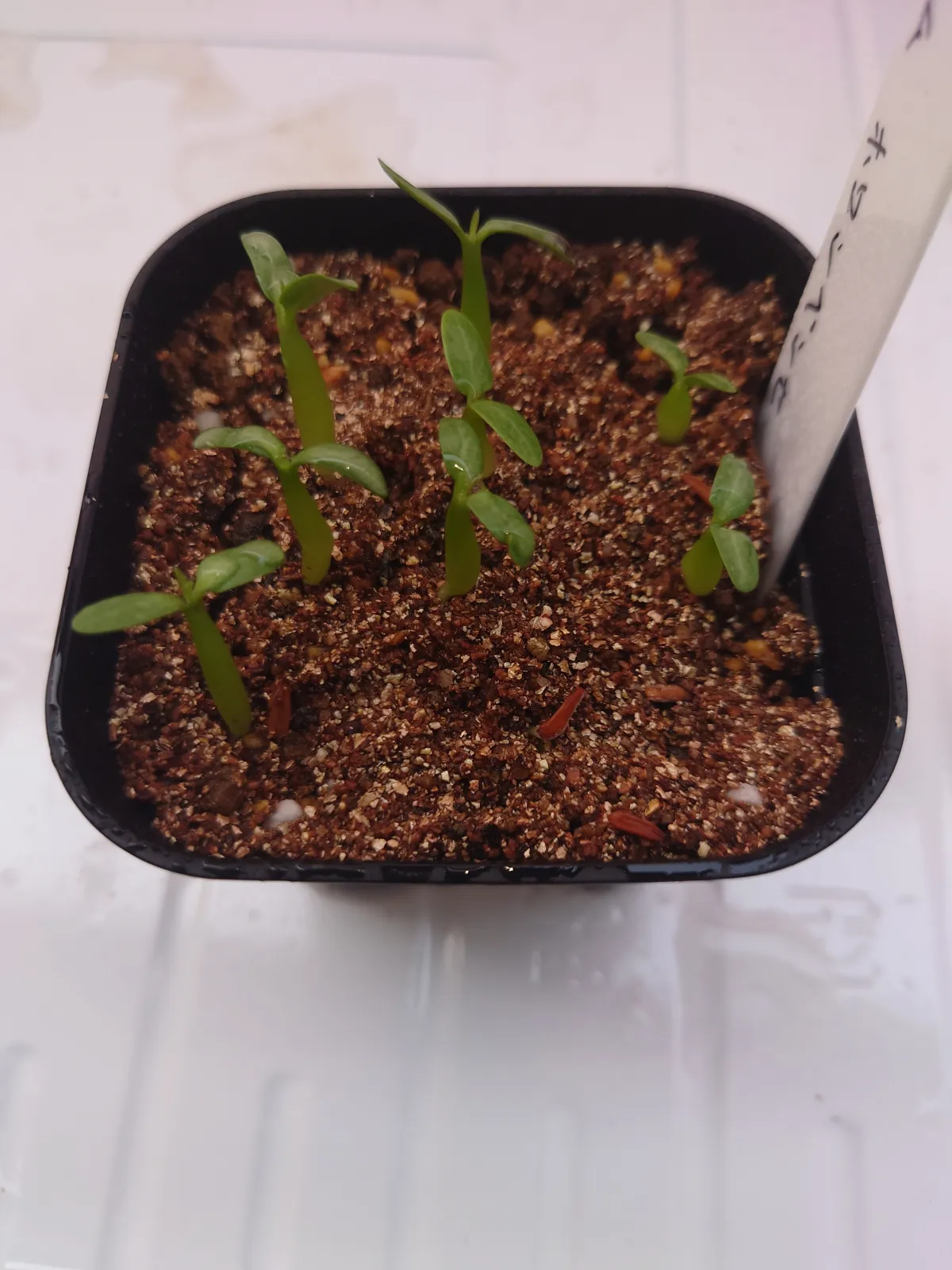 Pachypodium horombense (パキポディウム ホロンベンセ)