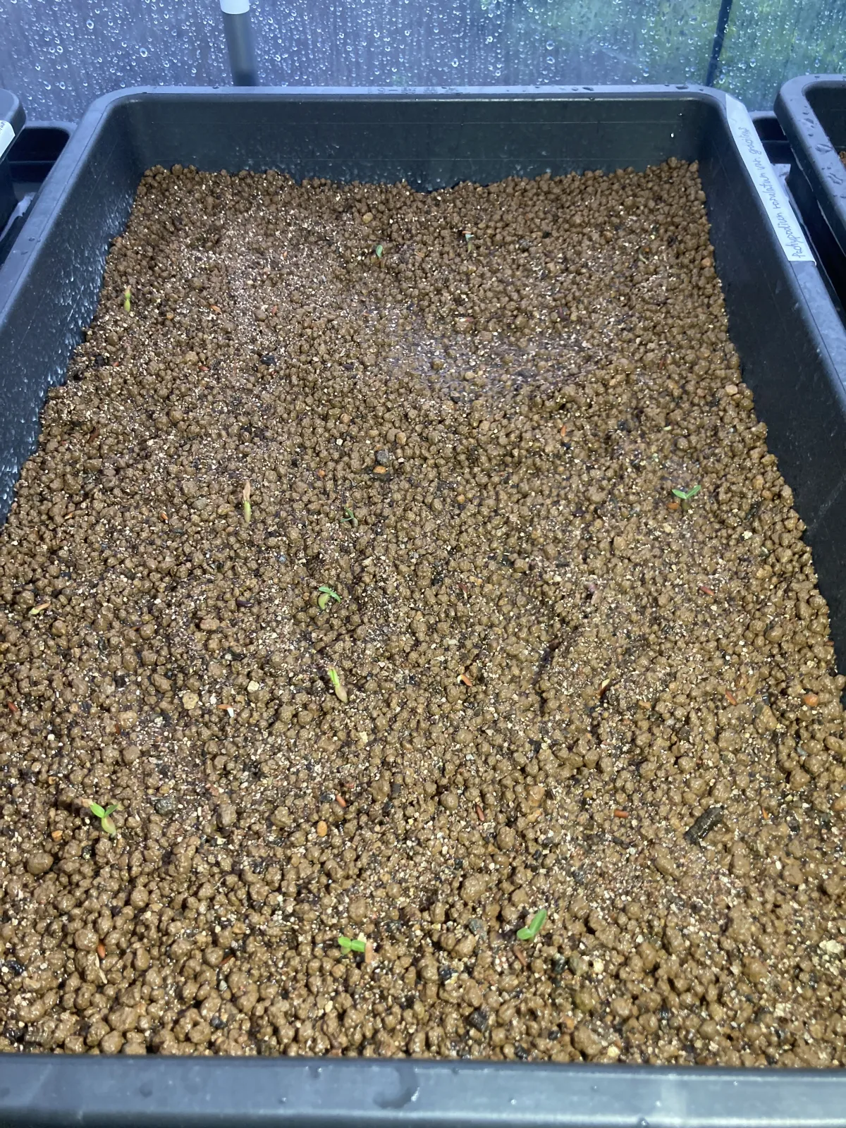 Pachypodium rosulatum var. gracilius (パキポディウム グラキリス)