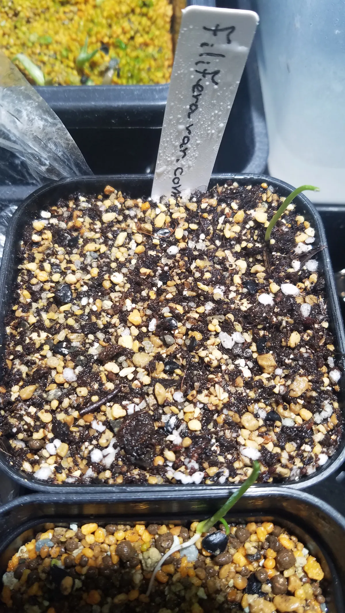 Agave filifera var. compacta (アガベ フィリフェラコンパクタ)