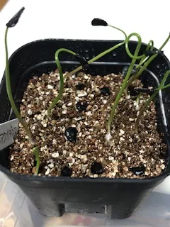 Agave inaequidens 'Ashy White' (アガベ インアクイデンス アッシーホワイト)