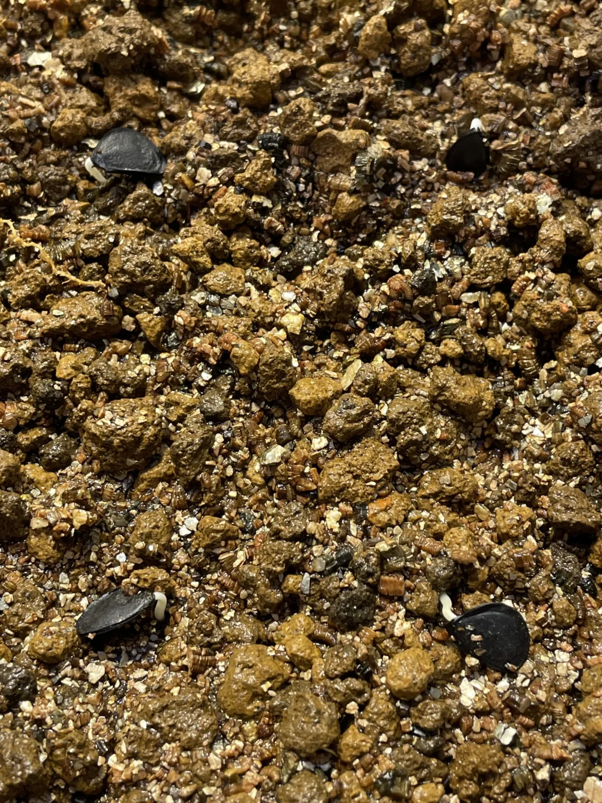 Agave parryi subsp. parryi (アガベ パリー)