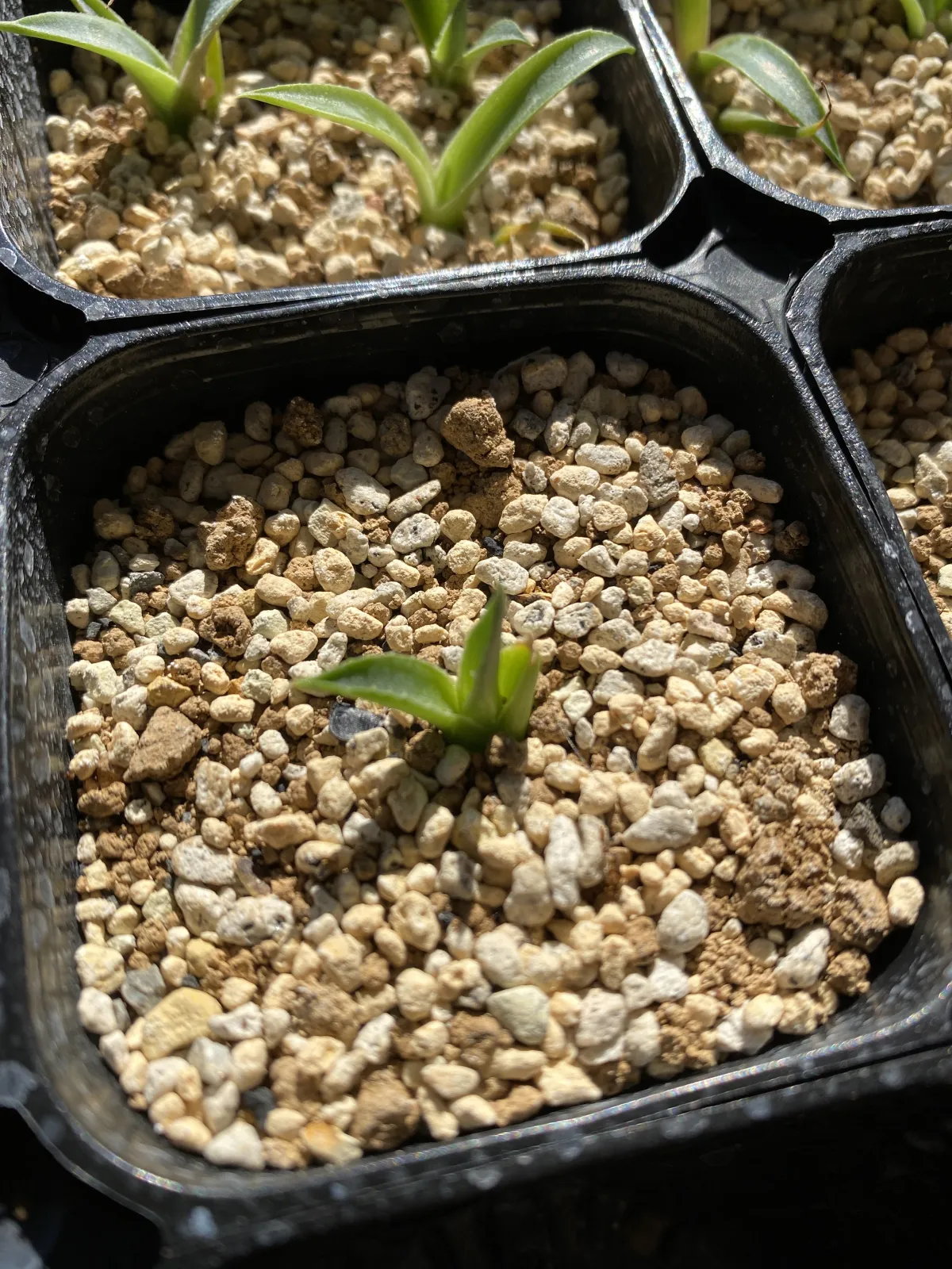 Agave utahensis ssp. utahensis (アガベ ユタエンシス)