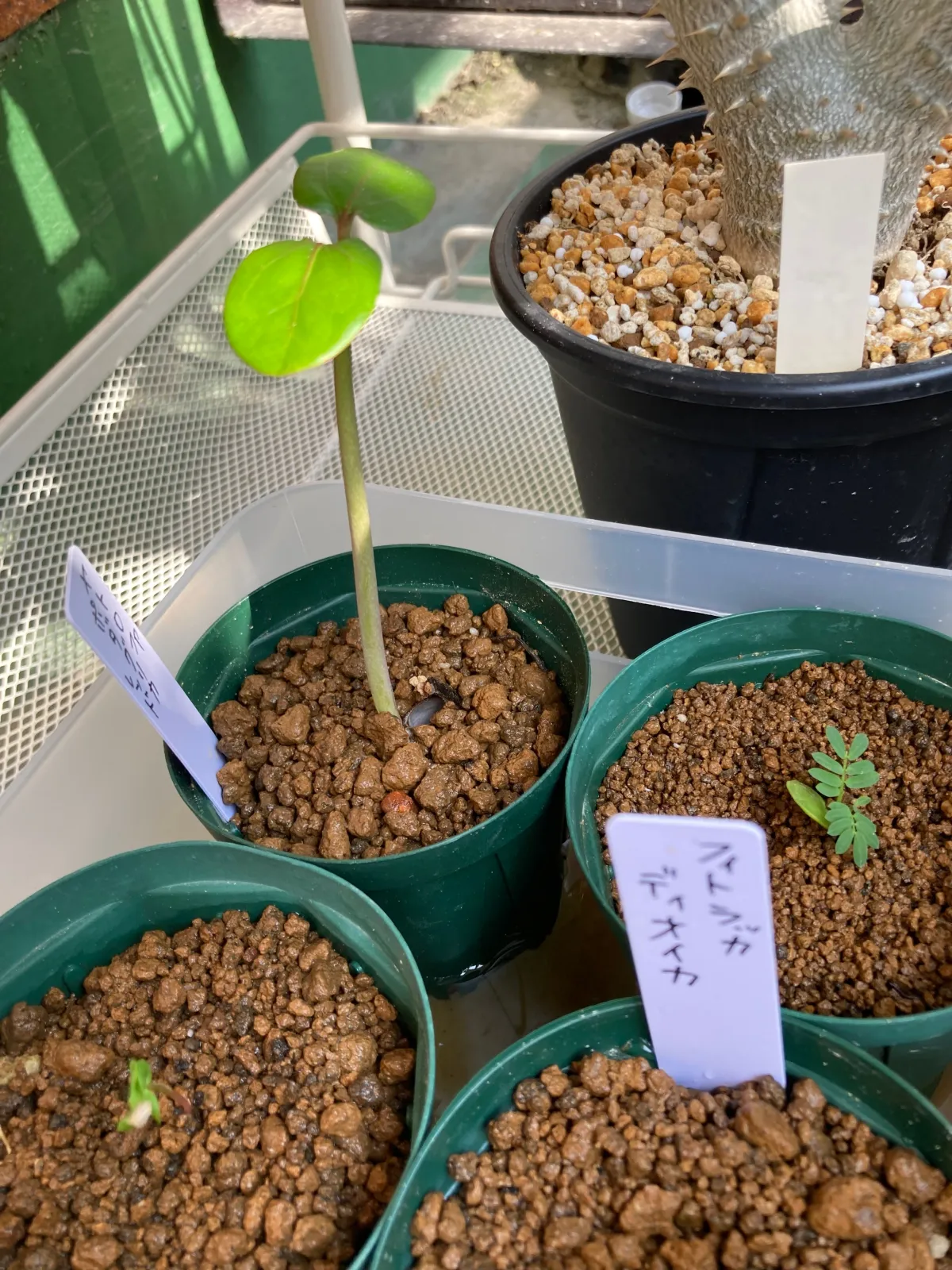 Jatropha podagrica 'Red' (ヤトロファ ポダグリカ レッド 'サンゴ油桐')