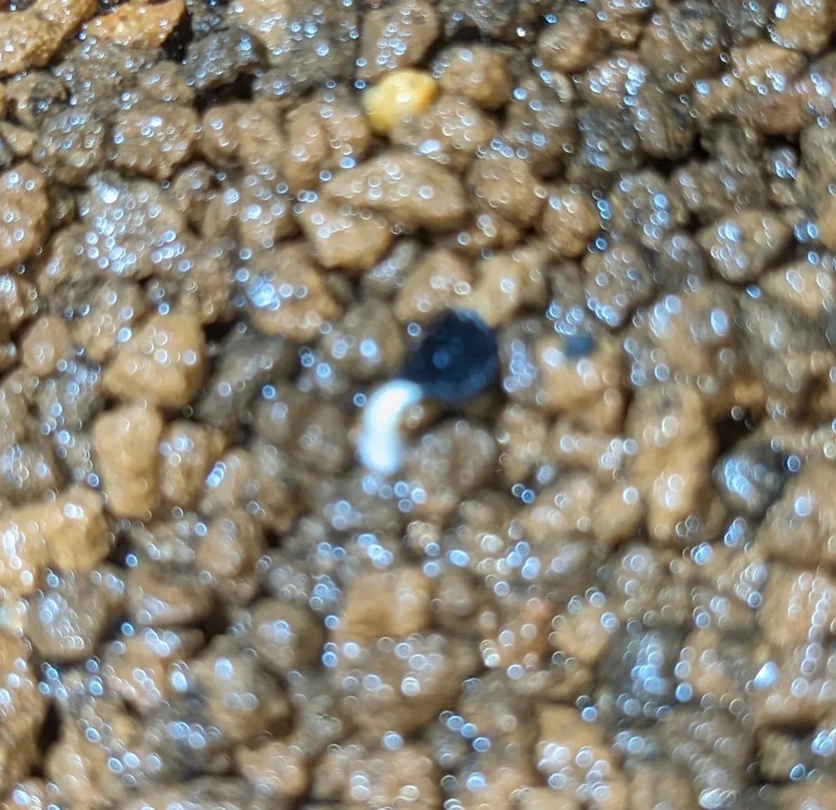 Agave oteroi (アガベ オテロイ)