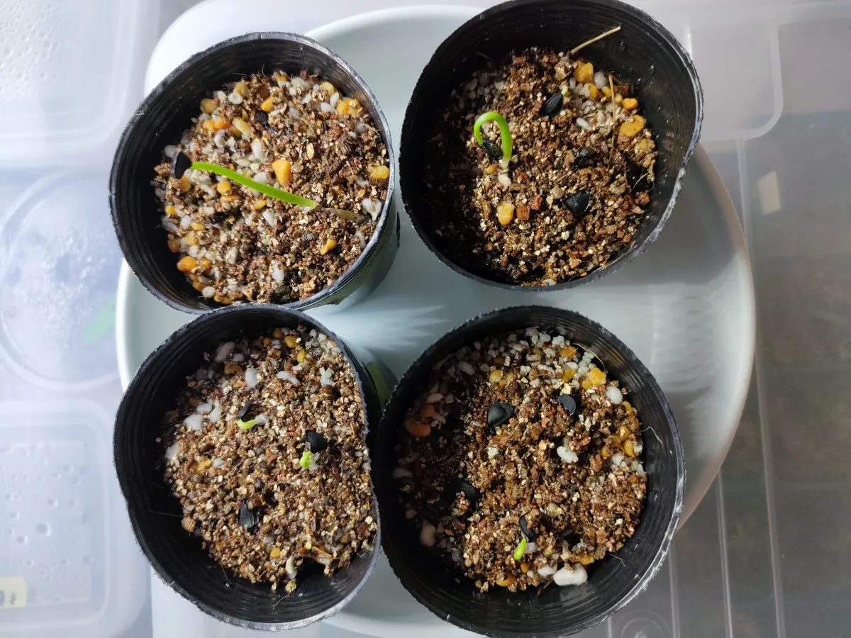 Agave macroacantha (アガベ マクロアカンサ 八荒殿)