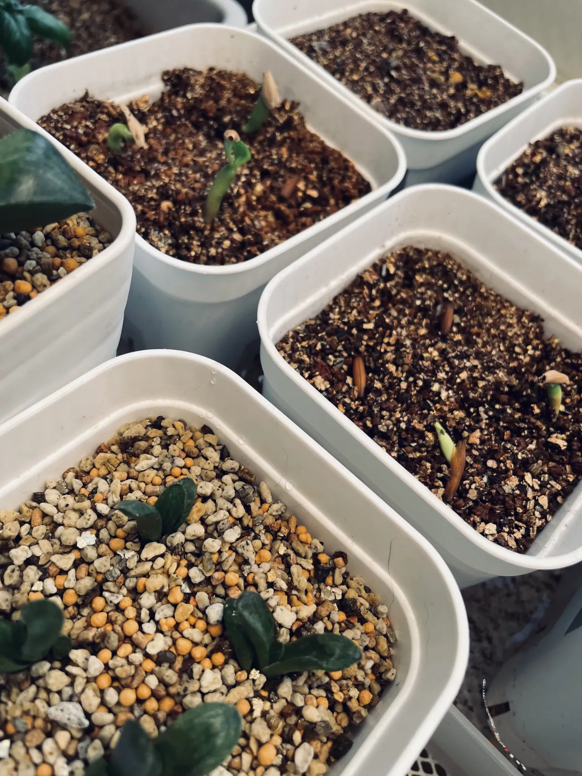 Adenium obesum (アデニウム オベスム)