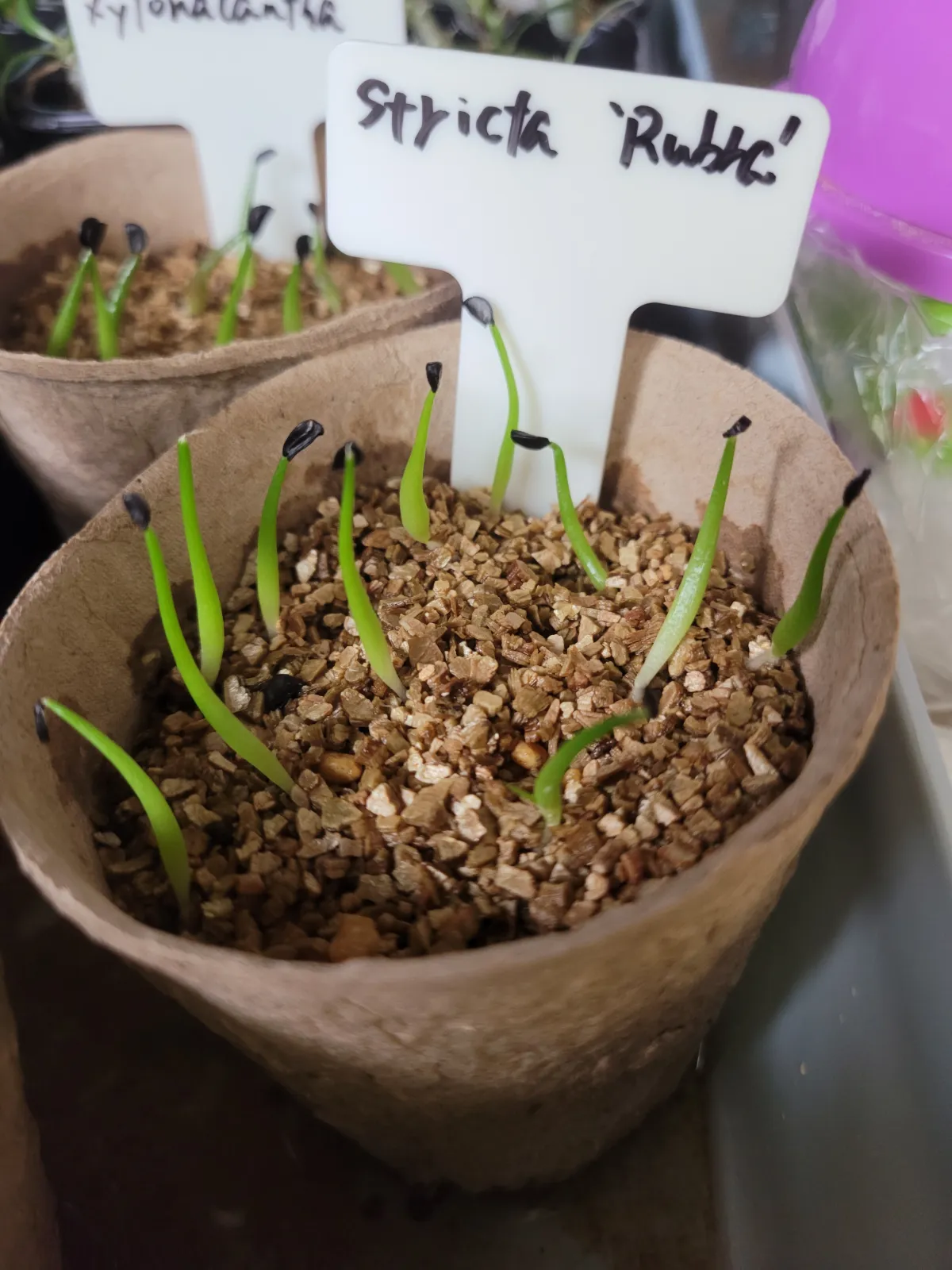 Agave stricta rubra (アガベ ストリクタ ルブラ)