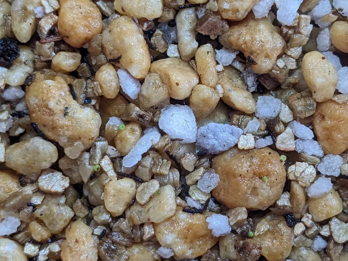 Dinteranthus pole-evansii (ディンテランタス ポールエバンシー)