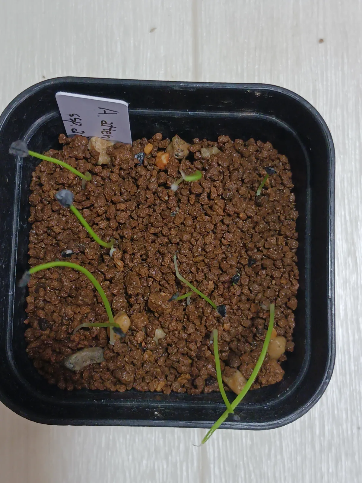 Agave attenuata (アガベ アテナータ 初緑)