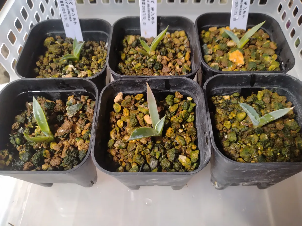 Agave montana (アガベ モンタナ)