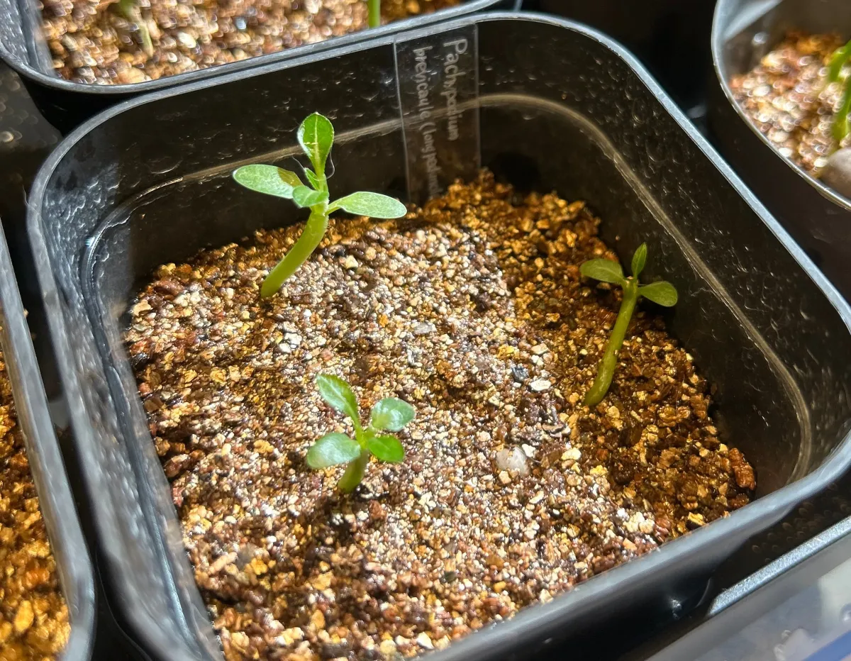 Pachypodium brevicaule (パキポディウム ブレビカウレ（長茎） ())