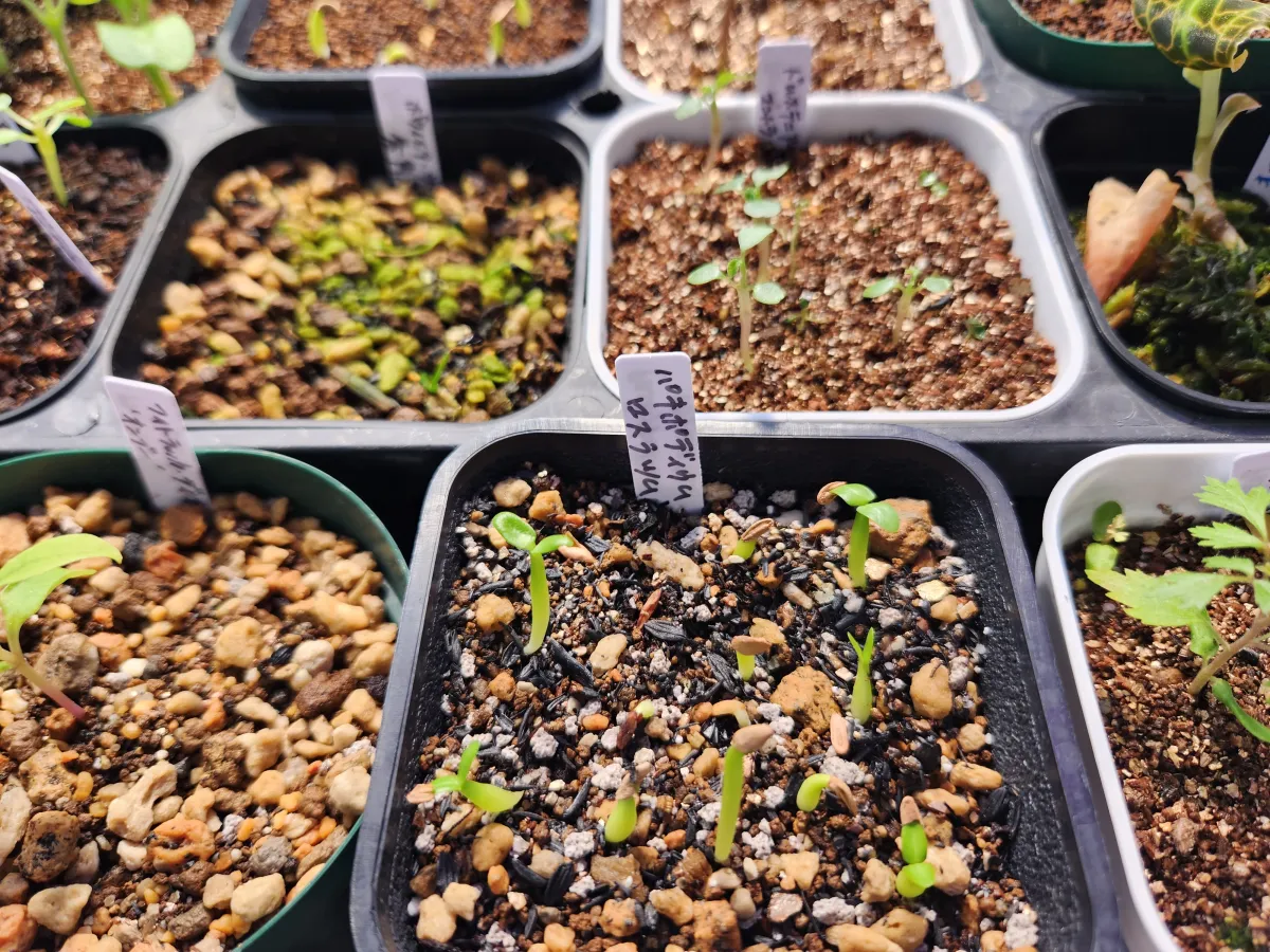 Pachypodium rosulatum (パキポディウム ロスラーツム)