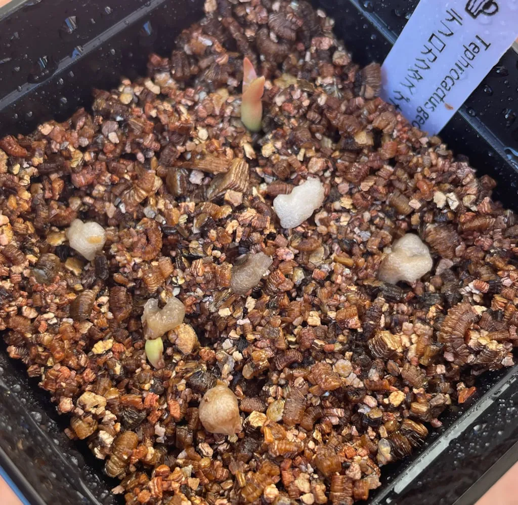 Tephrocactus geometricus (テフロカクタス ゲオメトリクス)