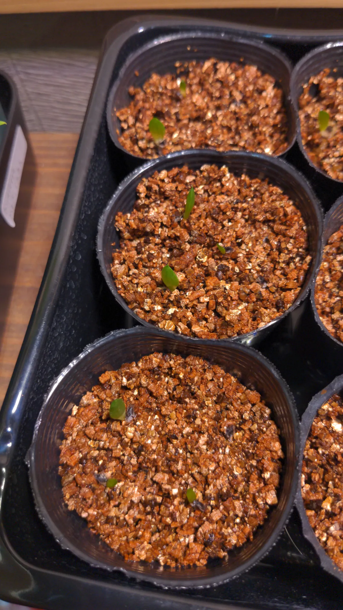 Aloe peglerae (アロエ ペグレラエ)