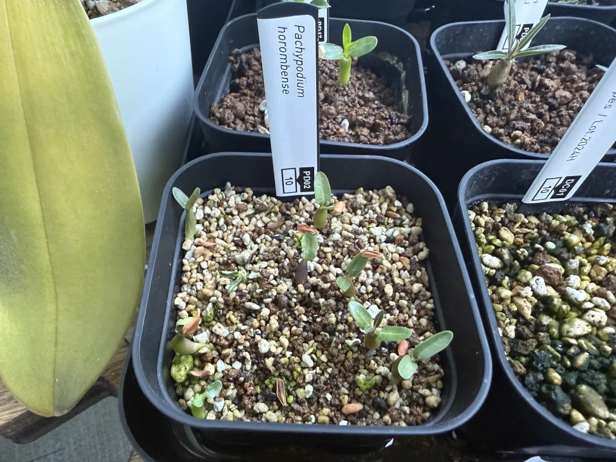 Pachypodium horombense (パキポディウム ホロンベンセ)