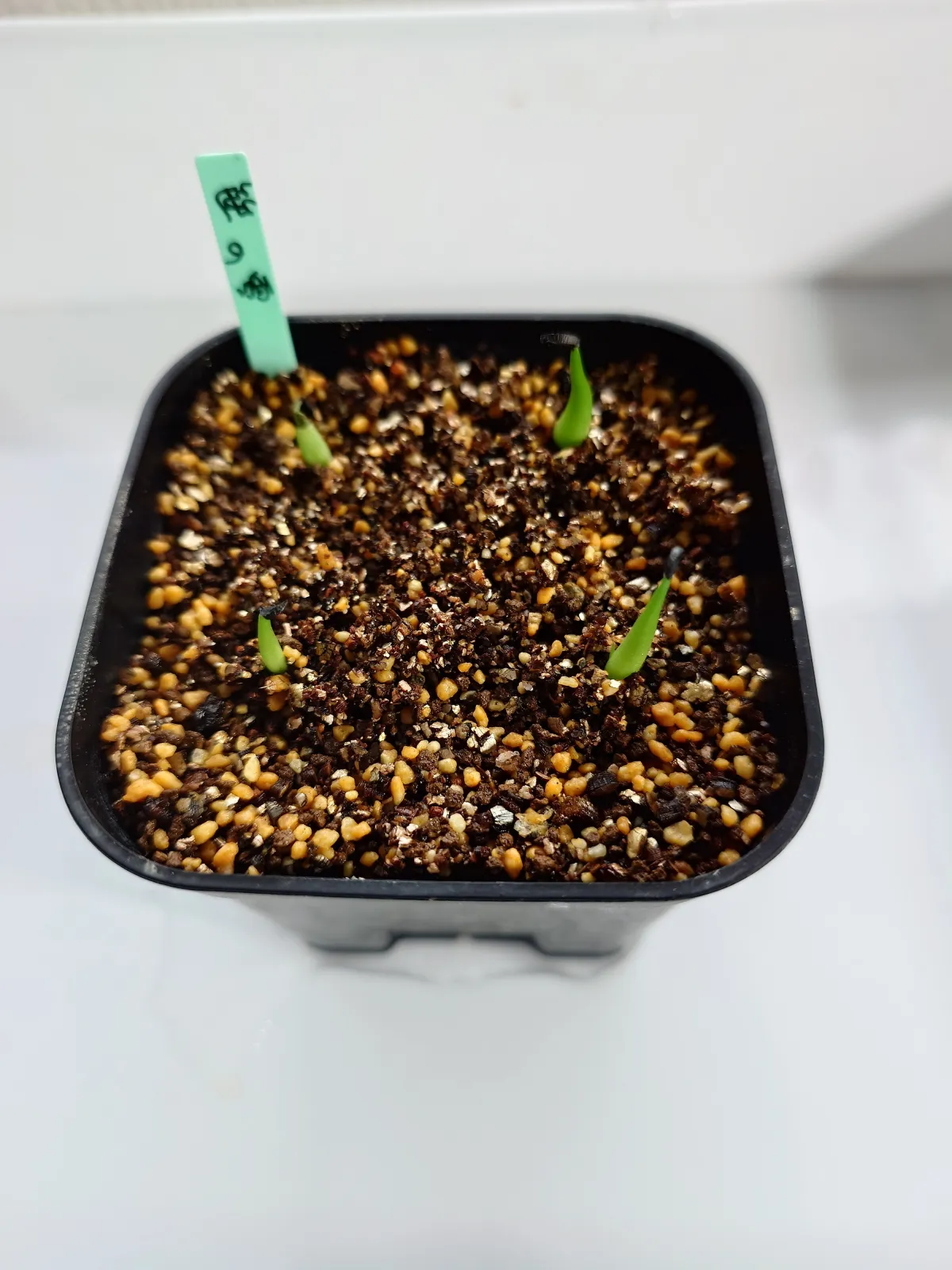 Agave victoriae-reginae (アガベ ビクトリアレジーナエ 笹の雪)