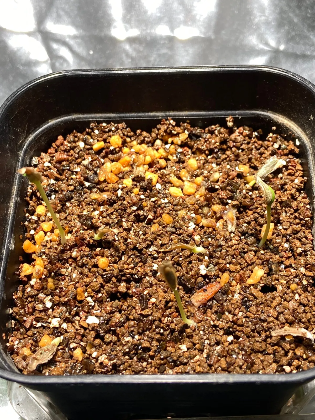 Fouquieria columnaris (フォークイエリア コルムナリス 観峰玉)