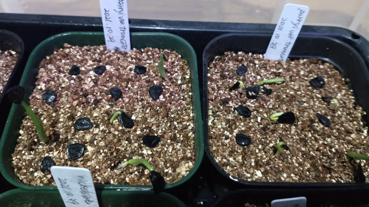 Agave parryi var. truncata (アガベ パリー トランカータ)